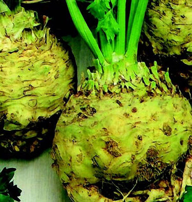 Large Smooth Prague Celeriac Seeds
